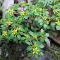 Sedum actinocarpum