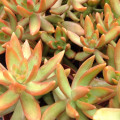 Sedum adolphi