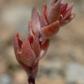 Sedum aetnense