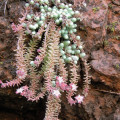 Sedum alamosanum