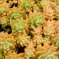 Sedum 'Golden Glow'