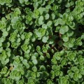 Sedum makinoi