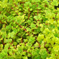 Sedum makinoi 'Limelight'