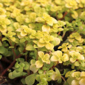Sedum makinoi 'Ogon'