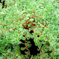 Sedum makinoi 'Variegatum'