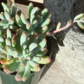 Sedum Pachyphyllum