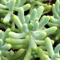 Sedum pachyphyllum