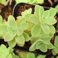 Sedum palmeri