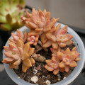 Sedum 'Pat's Pink'