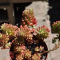 Sedum Rubrotinctum