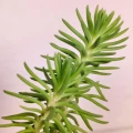 Sedum rupestre