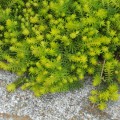 Sedum Rupestre