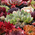 Sempervivum