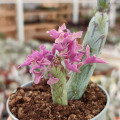 Senecio articulatus f. variegatus