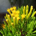 Senecio barbertonicus