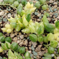 Senecio herreianus variegata