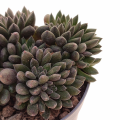 Sinocrassula