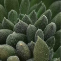 Sinocrassula ambigua