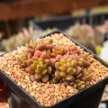 Sinocrassula densirosulata