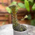Sinocrassula yunnanensis 'Cristata'