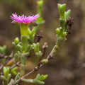 Smicrostigma