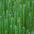 Stapelia