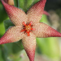 Stapelia acuminata