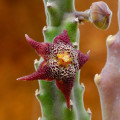 Stapelia arenosa