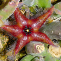 Stapelia asterias