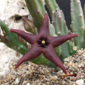 Stapelia baylissii