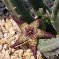 Stapelia cedrimontana