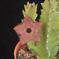 Stapelia clavicorona