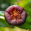 Stapelia engleriana