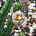 Stapelia erectiflora