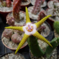 Stapelia flavopurpurea