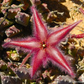 Stapelia gariepensis