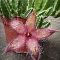 Stapelia gettleffii