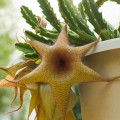 Stapelia gigantea