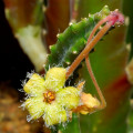 Stapelia glanduliflora