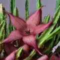 Stapelia grandiflora