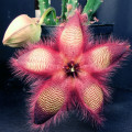 Stapelia hirsuta