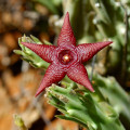 Stapelia kwebensis