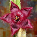 Stapelia Obducta