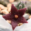 Stapelia paniculata