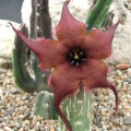 Stapelia pillansii