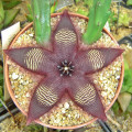 Stapelia pulvinata