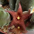 Stapelia rufa