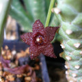 Stapelia similis