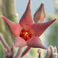 Stapelia surrecta