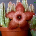 Stapelia tsomoensis